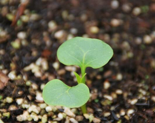 家里好养的花种子有哪些,哪种花种子最容易种活还好养