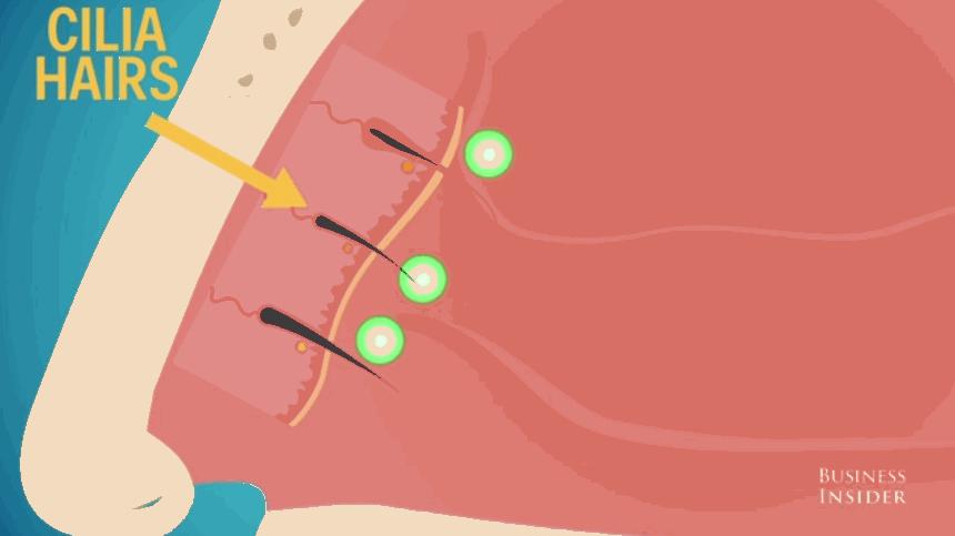 鼻毛窜出来跟什么有关,鼻毛窜出来是什么原因