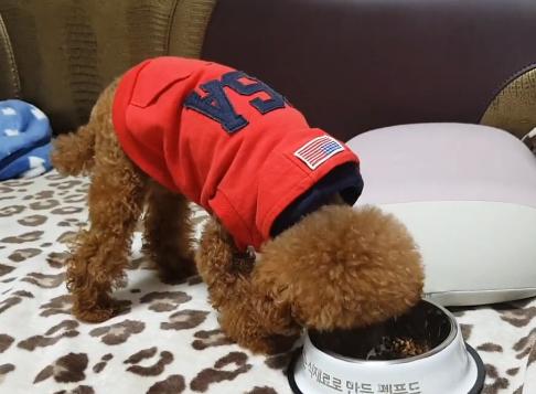 被溺爱的狗是怎么样的,老人家被小狗咬到了手怎么办