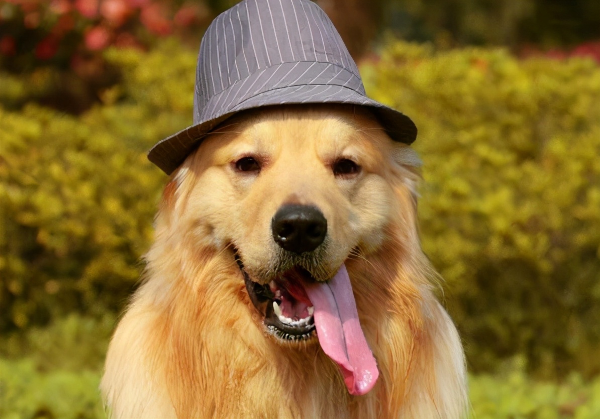 金毛犬为什么不建议养呢,新手养金毛成犬要注意什么