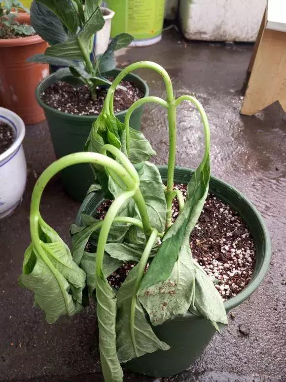 花儿蔫得快怎么回事,花儿都蔫儿了怎么办