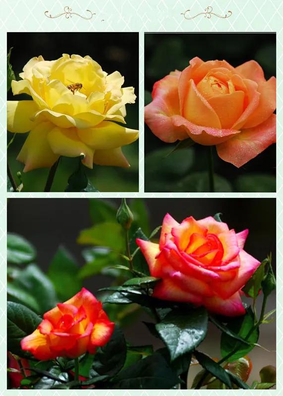 爱上一座城爱上一种心情,爱上一座城需要几个瞬间