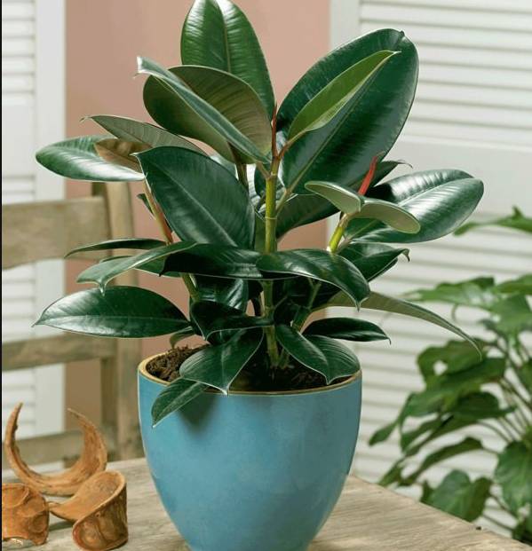 100种绿植大全,50种盆栽绿植花卉大全