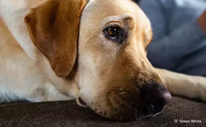 适马十个良心镜头,适马顶级镜头24mm1.4