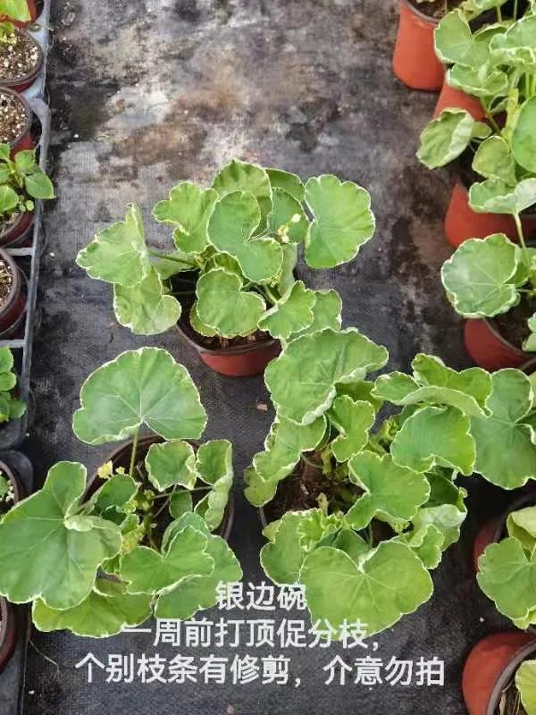 阳台天竺葵容易爆花品种,天竺葵最能开花的品种