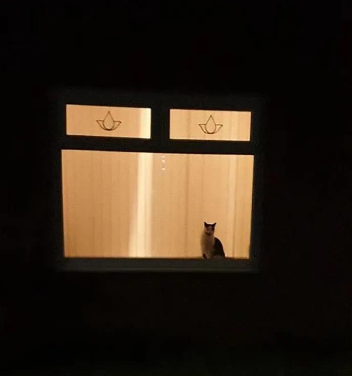 关于猫咪的可爱故事,可爱的小猫咪儿童故事