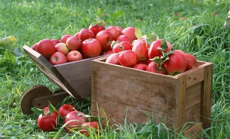 山东7月份有哪些水果可以采摘,山东10月份有什么水果可以采摘