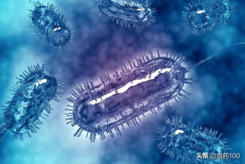 15种常见猪病及救命药物，知道的越多，养猪赚的越多