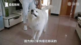 备孕家里的毛孩子怎么办,毛孩子发情期注意事项