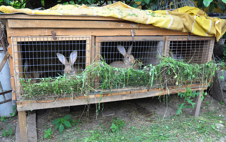 养兔技术兔的养殖方法,养兔兔需要注意些什么