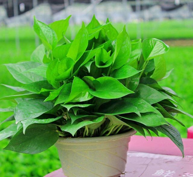 绿萝怎么才不烂根黄叶,绿萝过冬不断黄叶是这几点在作祟