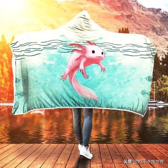 超萌六角龙,可爱萌宠六角龙