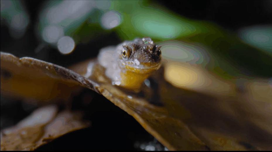 豆瓣9.6！娃刷到停不下来，还能看出人生大道理