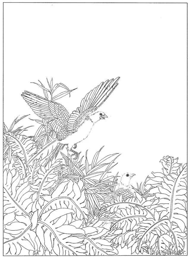 现代国画工笔花鸟白描及完整版,路雨年工笔白描花鸟团扇高清图片