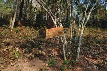 普洱茶2018年,2018普洱茶品质