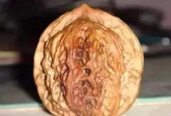 文玩核桃阴皮与反油的区别,文玩核桃反油了怎么办