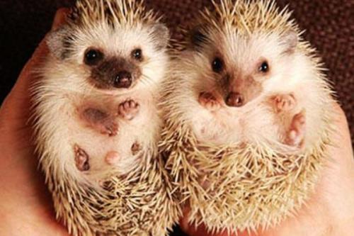刺猬浑身都是宝,刺猬养殖的方法及注意事项