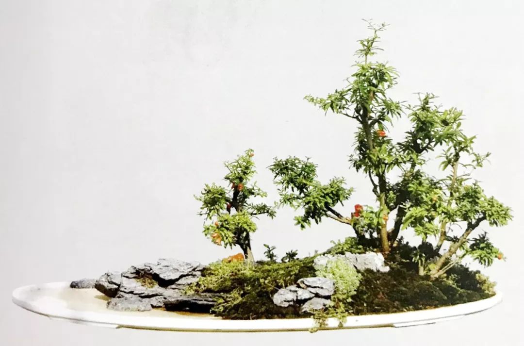 精品水旱树石盆景,什么是全旱式树石盆景