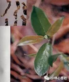 中药药材大全及功效,补肾中药大全及功效