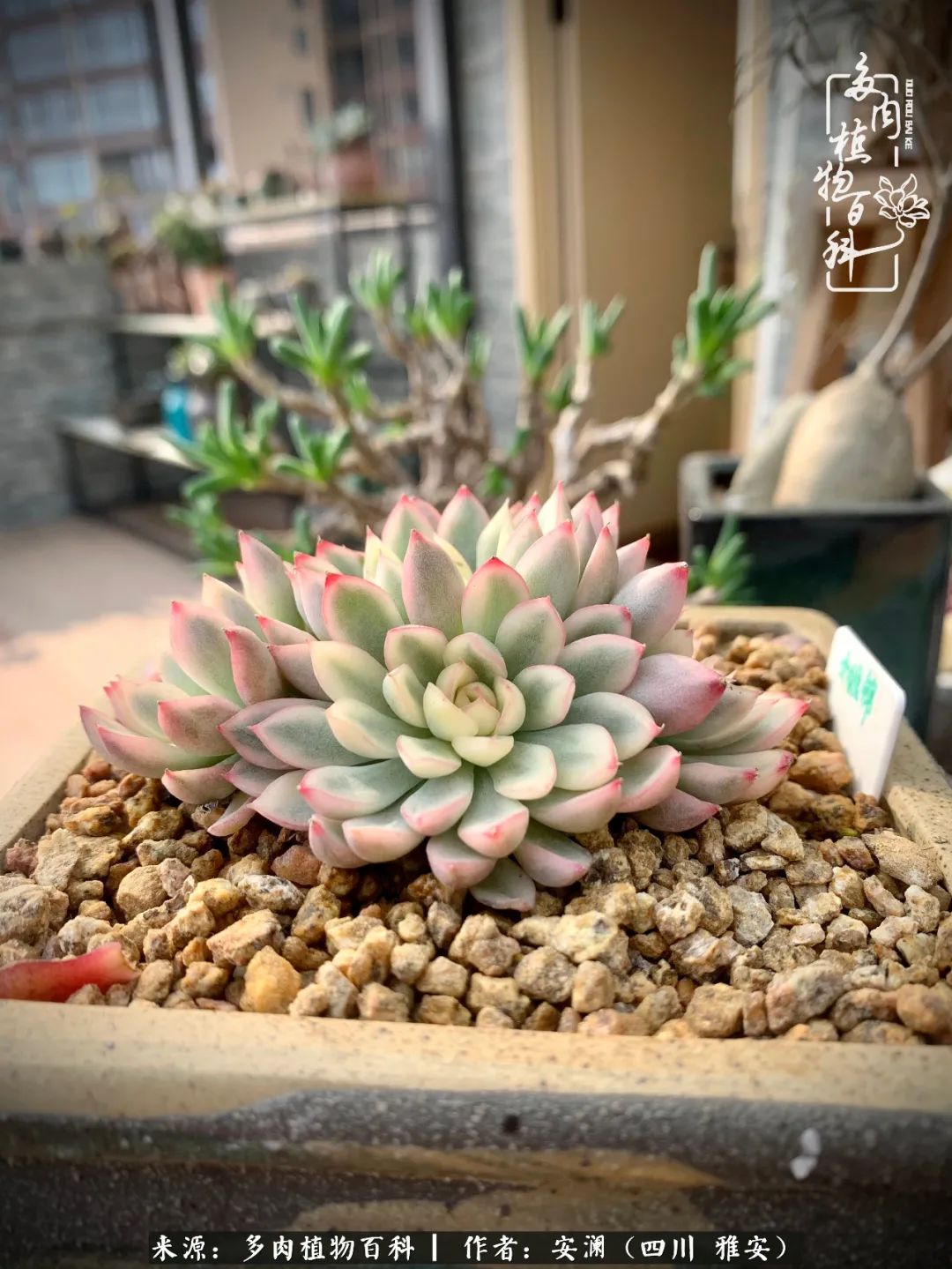 小仙女的阳台多肉,绝美多肉阳台