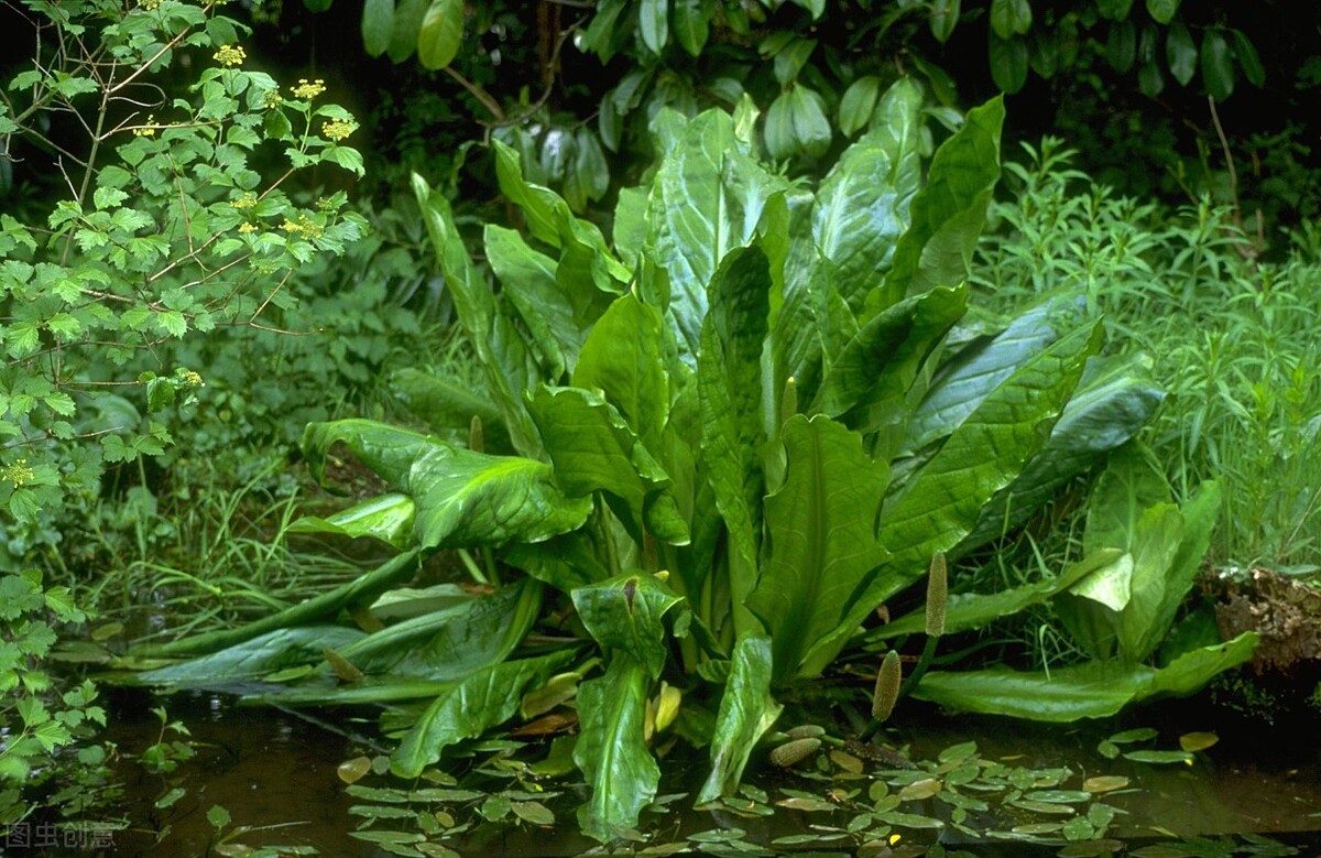 自然界嘴巴奇特的十种动物,十种奇特的自然界植物图片