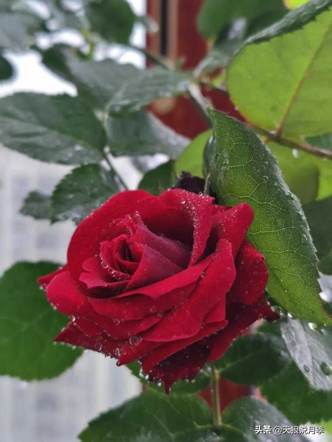 月季花是时候展现真正的技术了 (开春的第一波月季花就这么过去了)