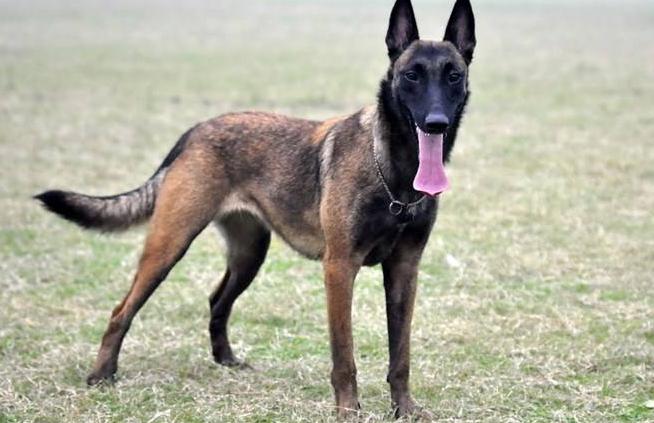 最好的马犬有哪些特点,马犬最成功的犬种