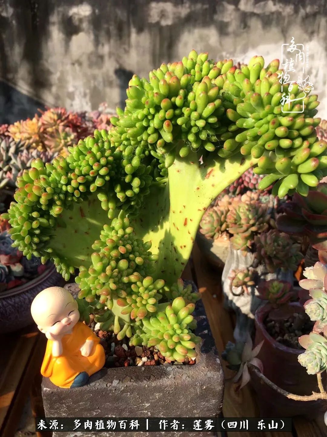 治愈系多肉精灵,初冬携一抹暖阳与多肉相伴
