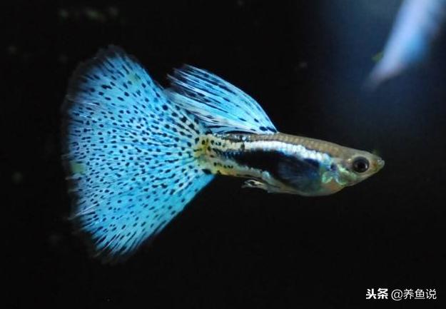孔雀鱼饲养与预防鱼病,孔雀鱼繁殖时需要注意什么
