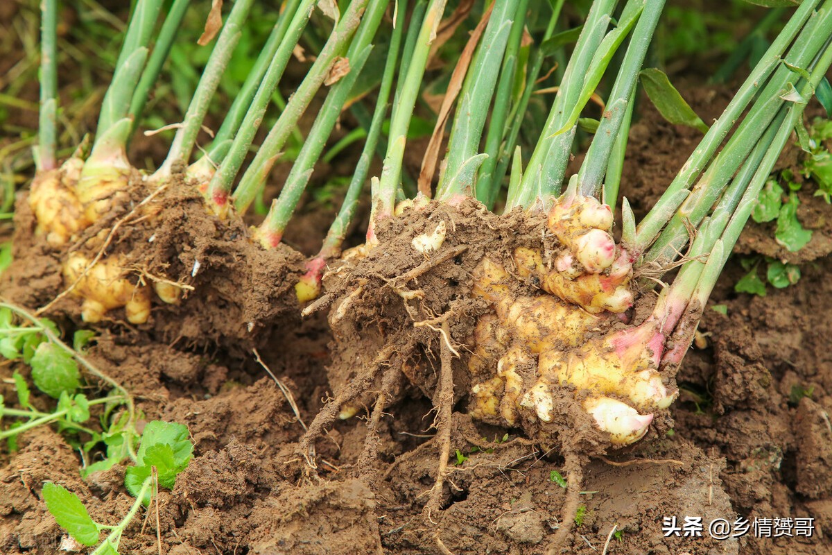 为什么民间有牛不韭羊不姜的说法,鱼不蒜牛不韭肉不姜有什么讲究