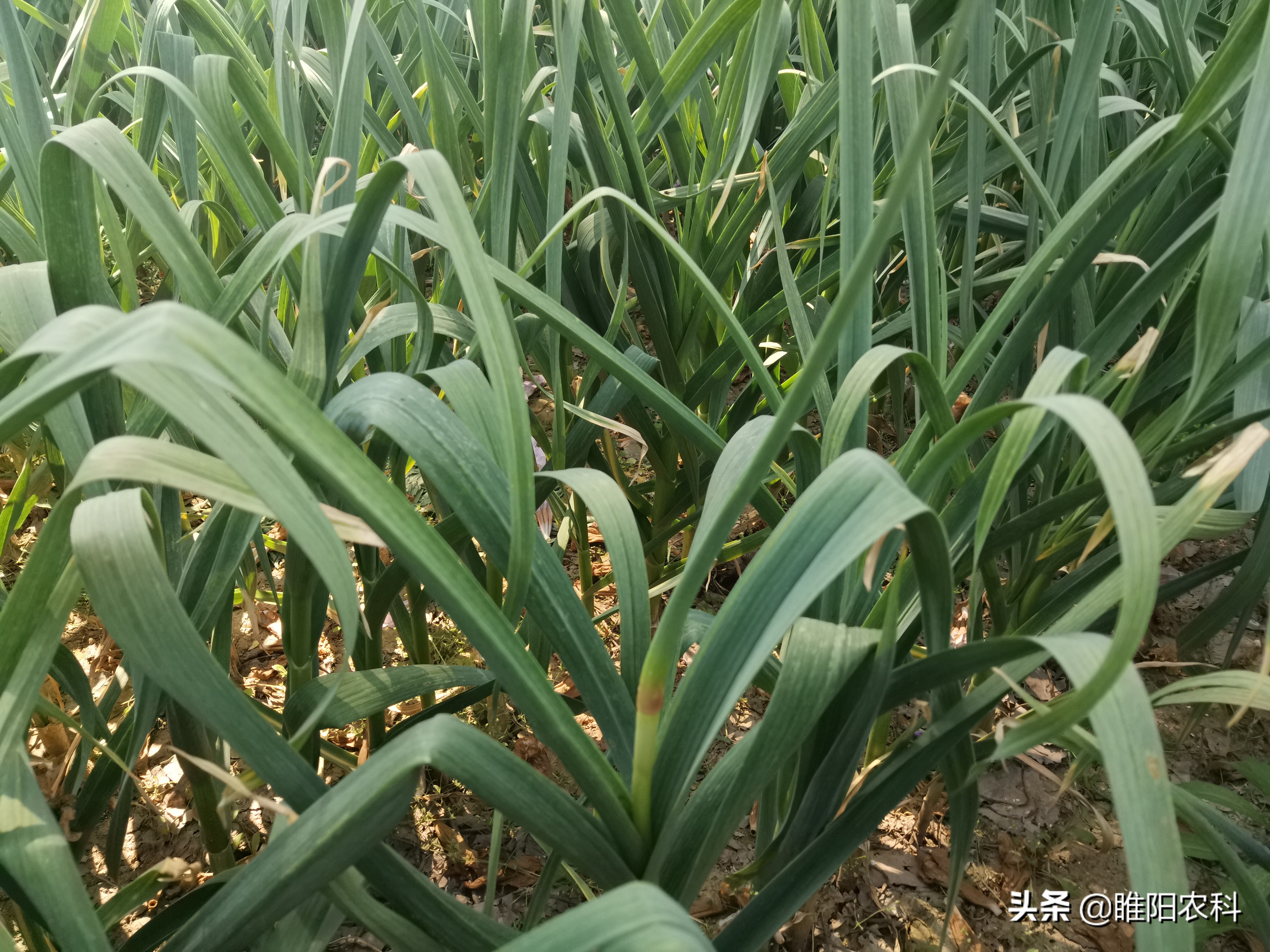 大蒜后期追肥什么肥膨大快,大蒜追肥的正确使用方法