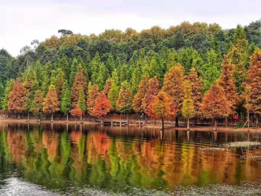 论足球观赏性,论足球运动的意义