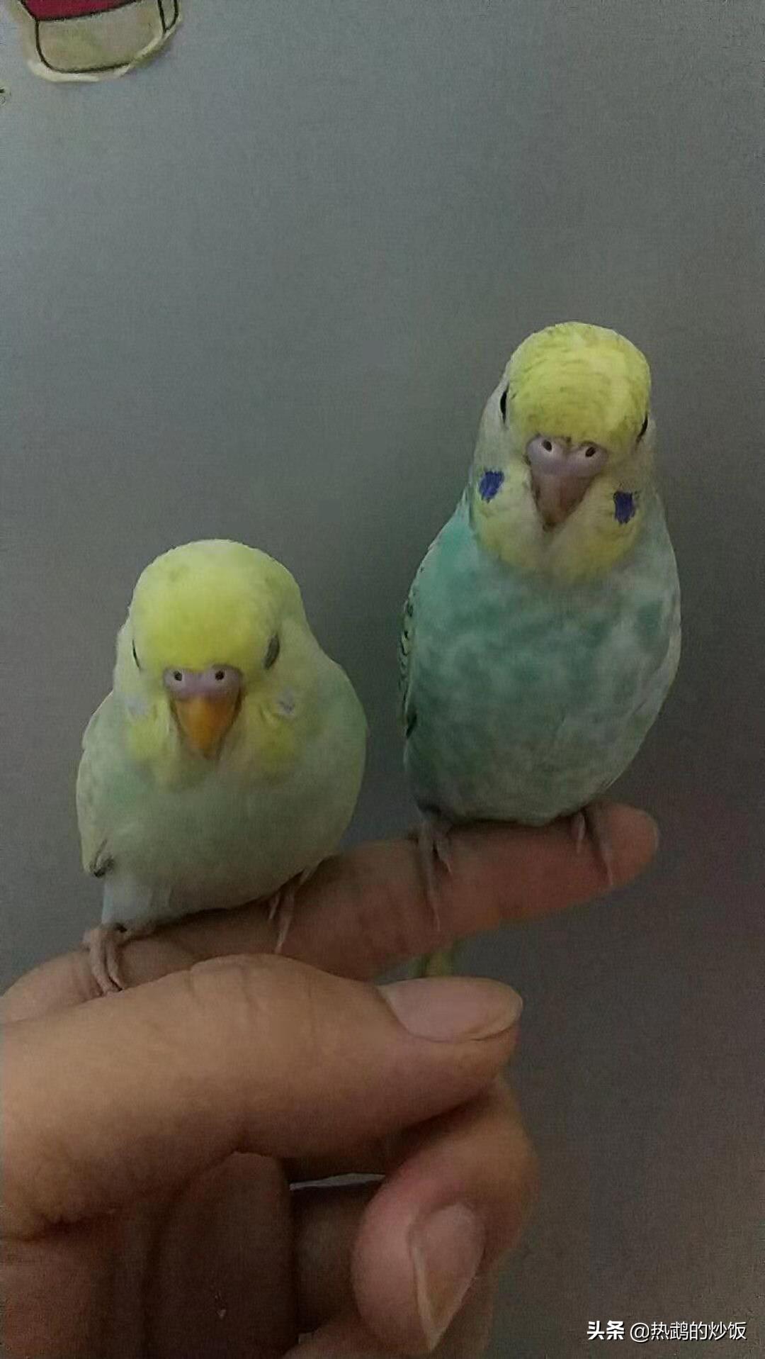 在虎皮鹦鹉繁殖期间需要注意哪些方面和手养虎皮鹦鹉的经验