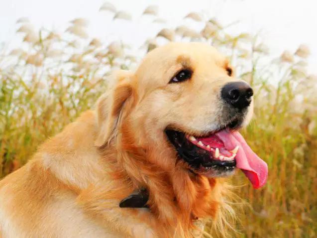 45种狗狗很难得一见你认识几种,45种最难得一见的狗