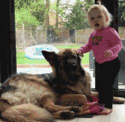 “德牧”的优点太多了，网友：养了之后就不想换了