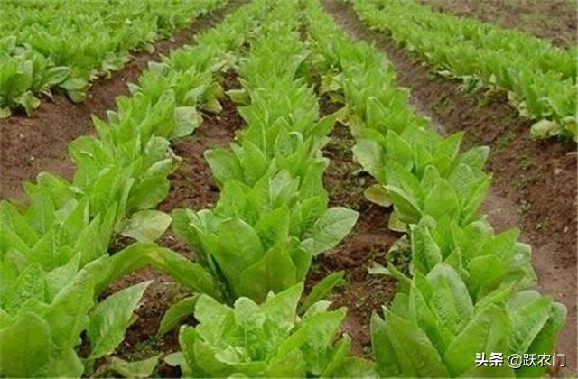 种植致富路,夏季大棚莴笋的种植技术