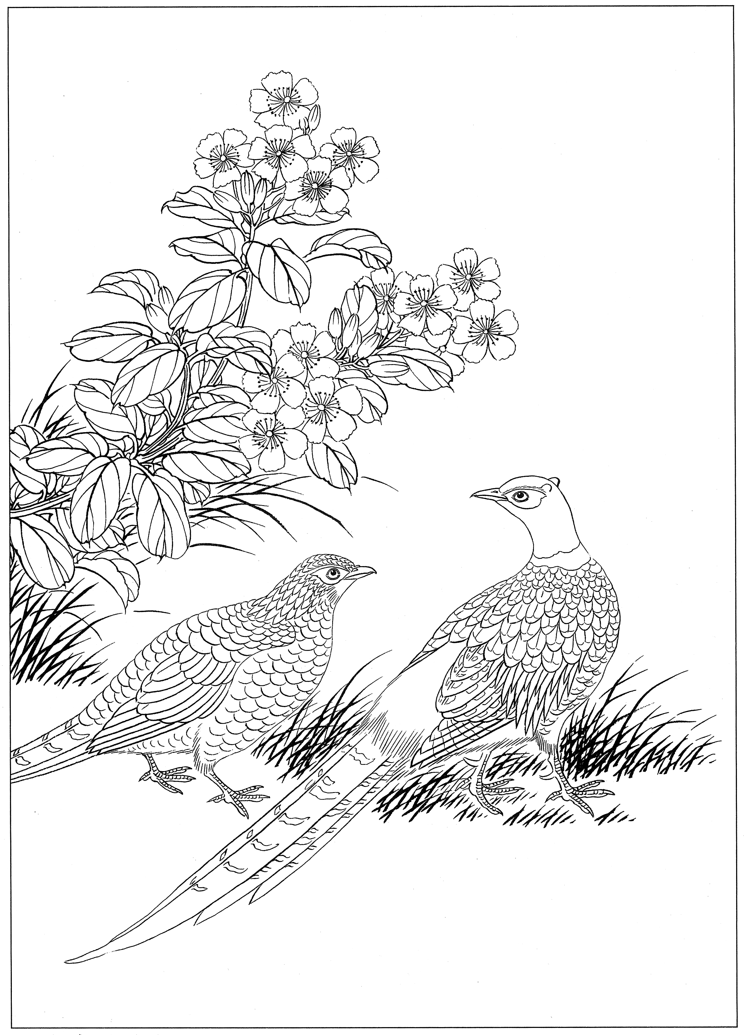 白描鸡图片大全,鸡的工笔画法