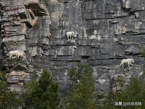 岩羊攀岩过程,42只岩羊攀爬