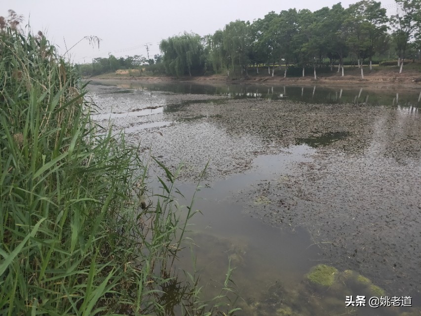 夏天早上钓深好还是钓浅好,夏天天热晚上钓深水还是浅水