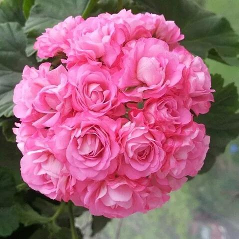 10种天竺葵,天竺葵100种图片大全