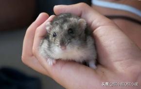 怎么教仓鼠改掉咬人的习惯,会咬人的仓鼠怎么才能跟它接近