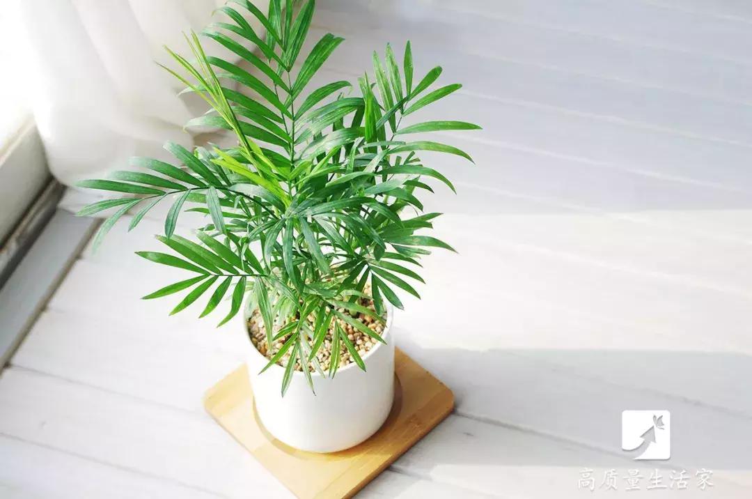 装修房子吸甲醛最好的是什么植物,吸甲醛最好的植物排行