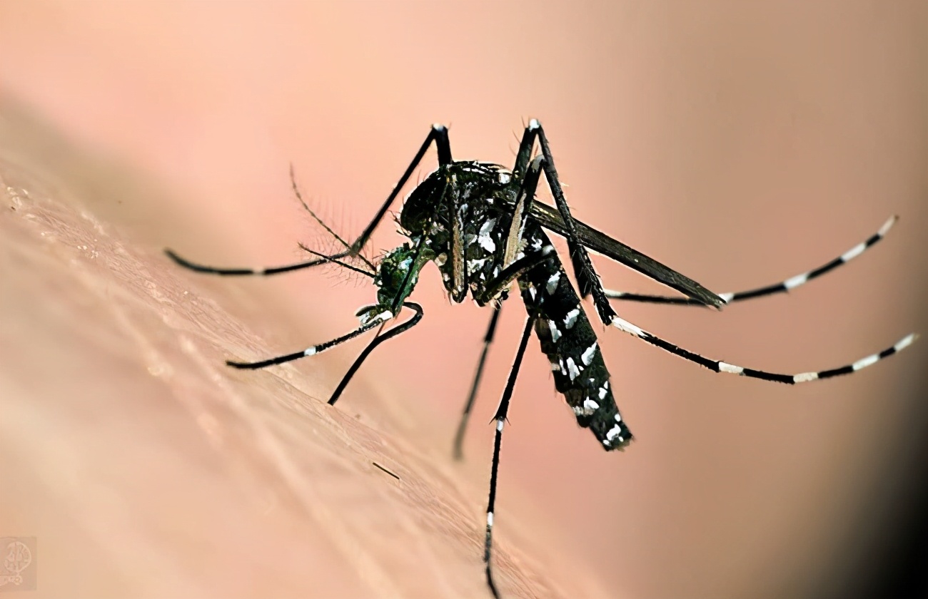 老虎被截肢的动物园,一只老虎被关进动物园被狼救出来