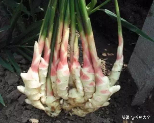 花盆里埋一块生姜，3个月长出小姜崽，1盆结2斤吃不完
