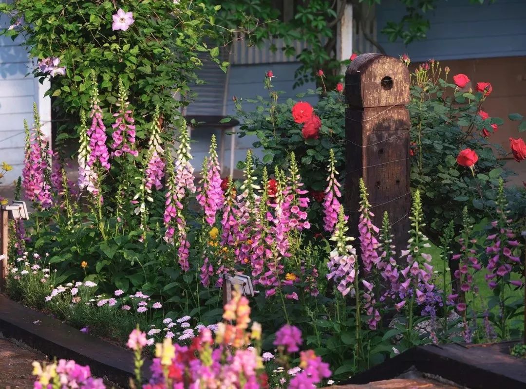 一个安徽爷爷，花1万块种出5000㎡私家花园，被评为中国最美