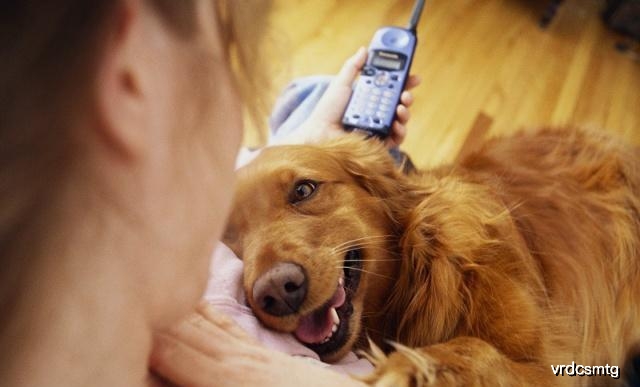 狗狗的肉球,狗狗身上的肉球是什么