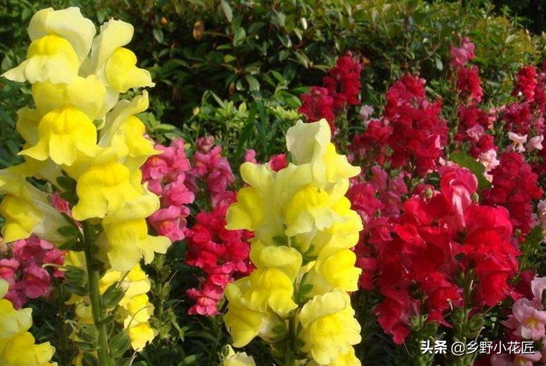 金鱼草的养殖方法和注意事项图片,怎样养金鱼草才会活得更长