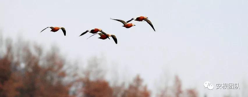 乡村振兴与电商创业项目,与乡村振兴有关的创业项目