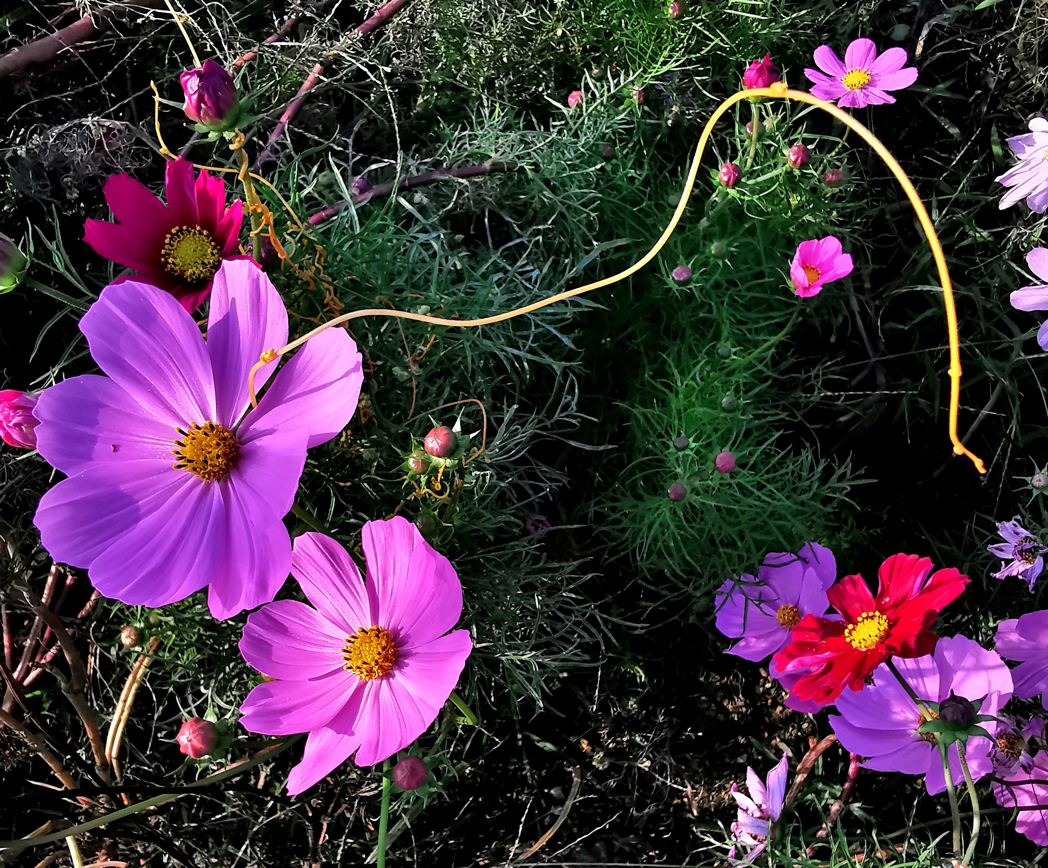 长虹公园小花美（手机拍）