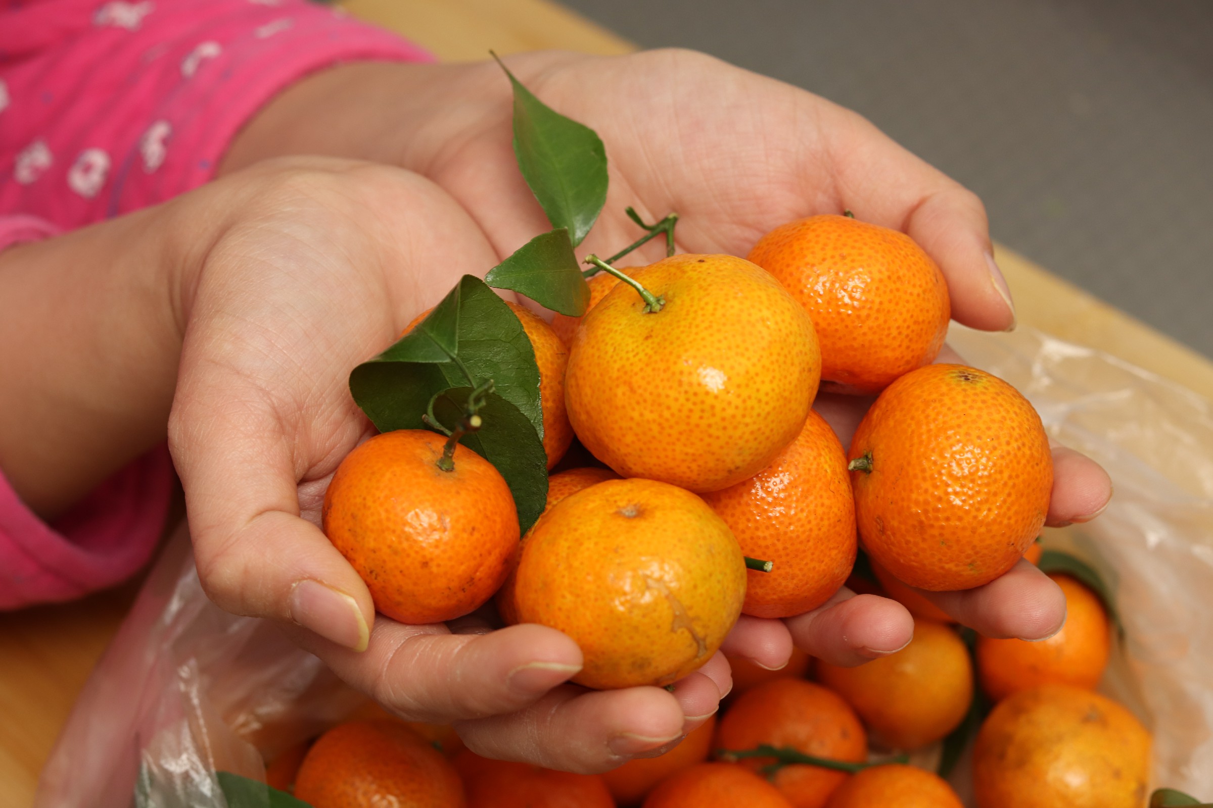 卖砂糖橘有什么注意事项,买砂糖的标准